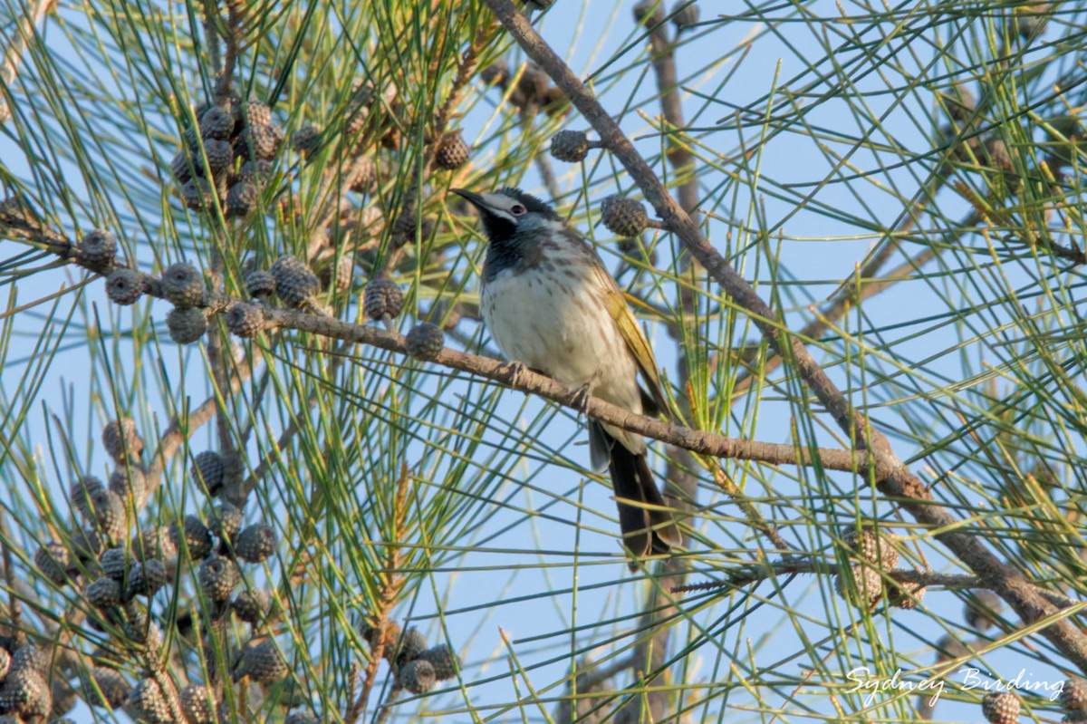 White-fronted Honeyeater - ML657051267