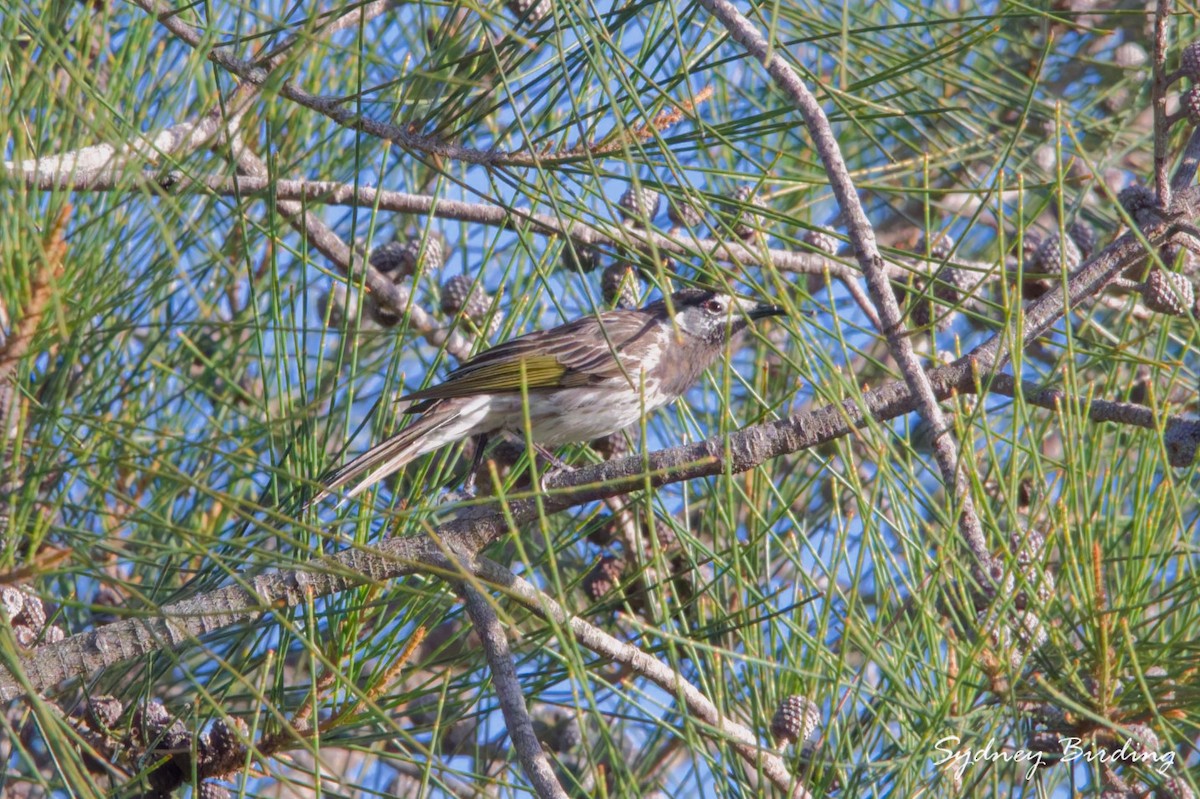 White-fronted Honeyeater - ML657051268