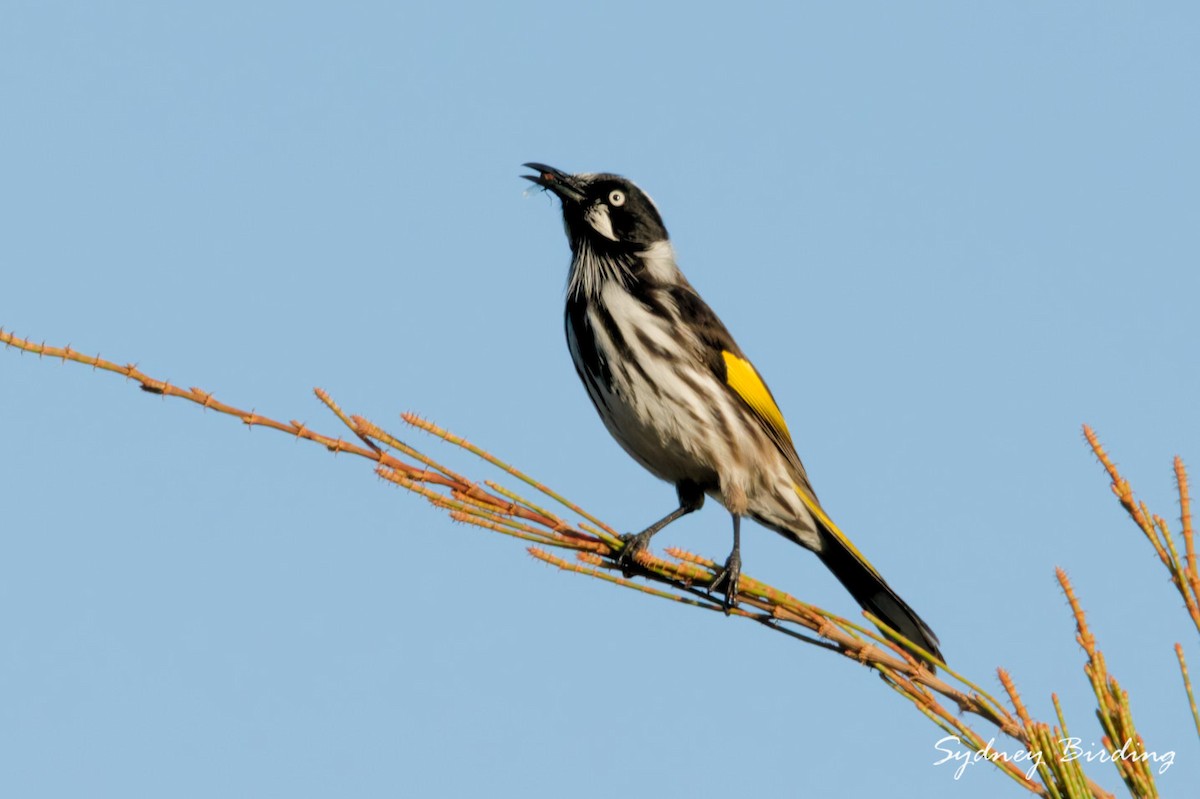 New Holland Honeyeater - ML657051269