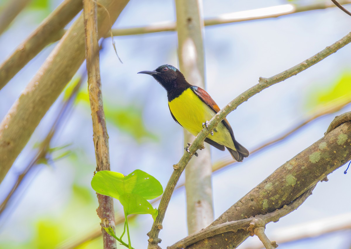 Purple-rumped Sunbird - ML657051270