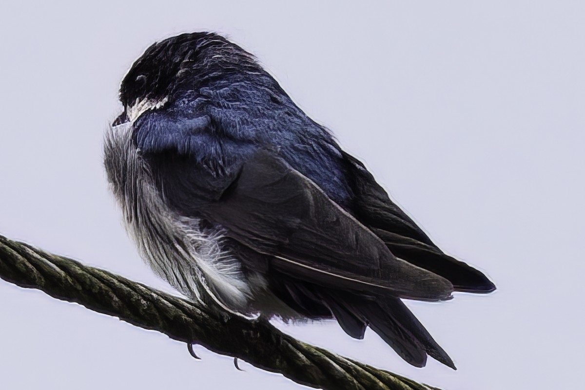 Gray-breasted Martin - ML657051284