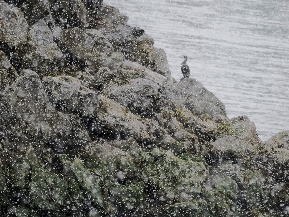 Pelagic Cormorant - ML657051290