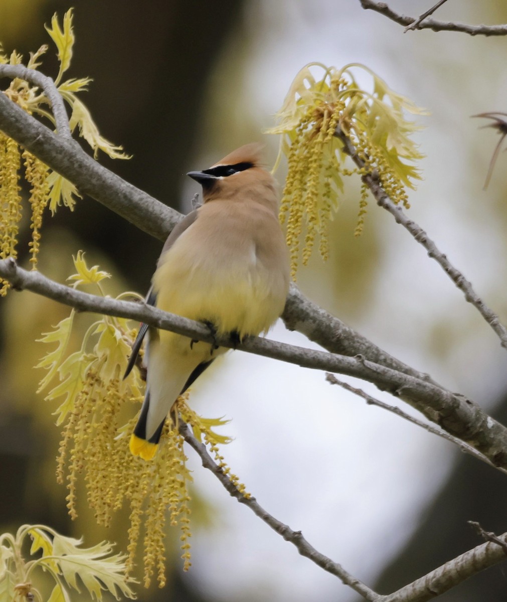 Cedar Waxwing - ML657051497