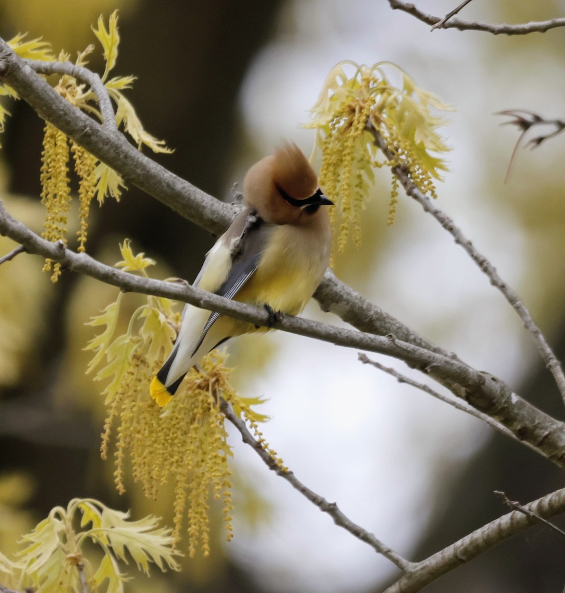 Cedar Waxwing - ML657051528