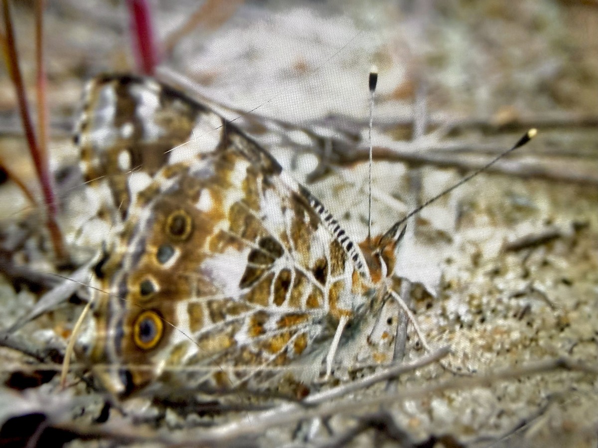 Painted Lady - ML657051838