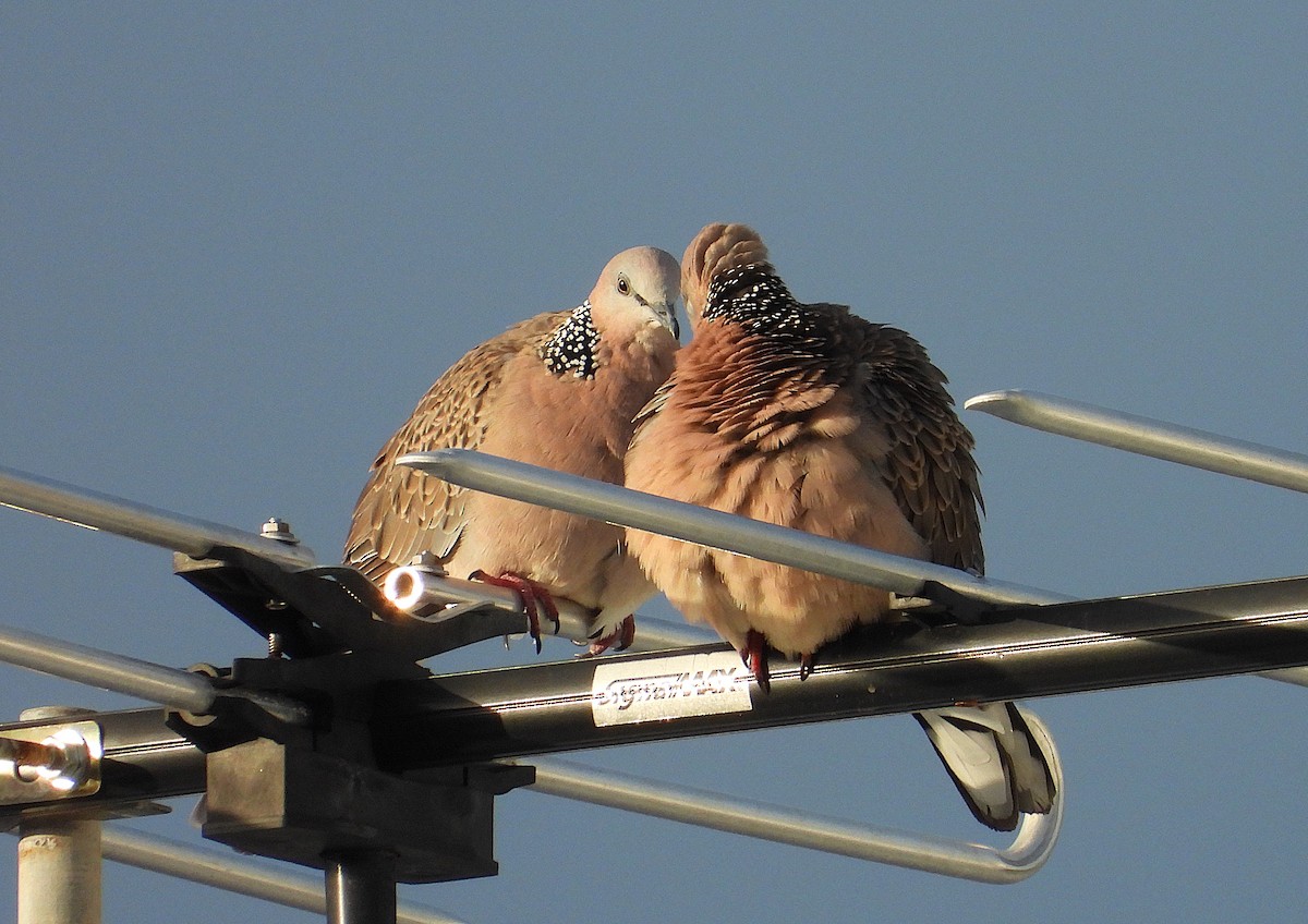 Spotted Dove - ML657051903