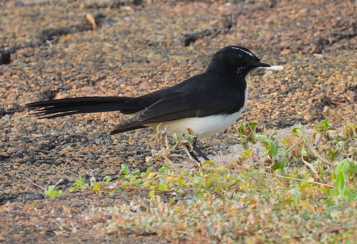 Willie-wagtail - ML657051907