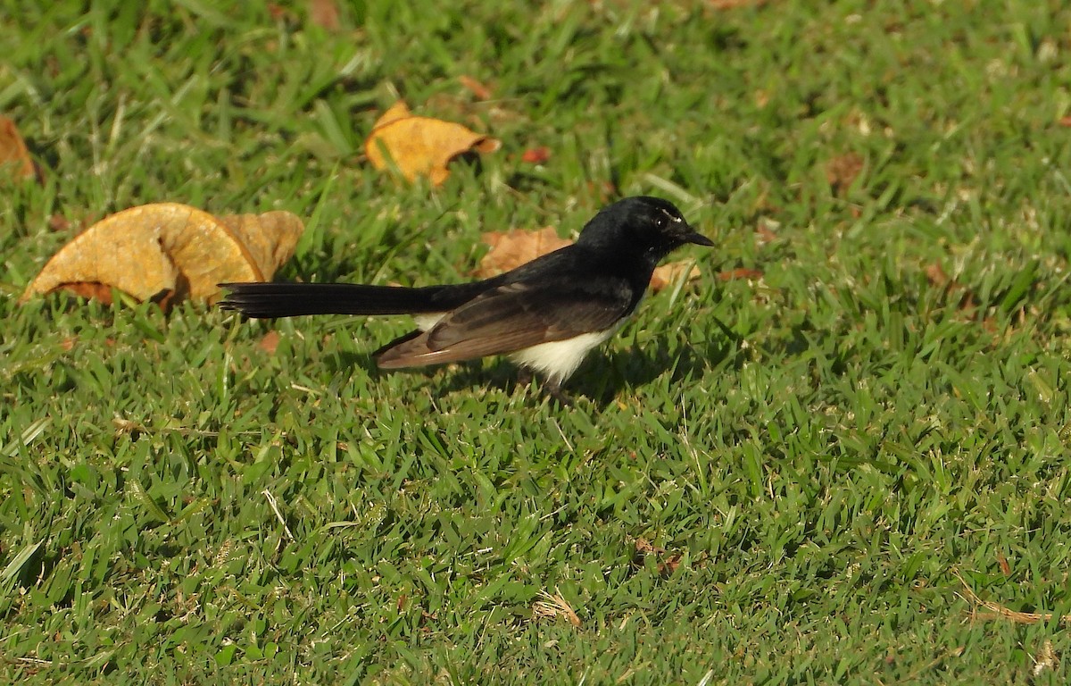 Willie-wagtail - ML657051908