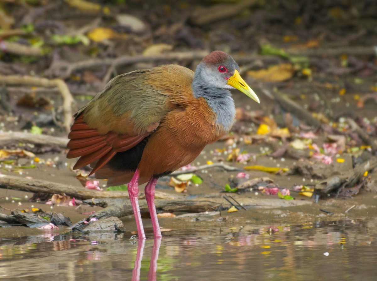 Russet-naped Wood-Rail - ML657051909