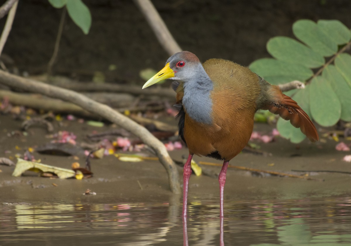 Russet-naped Wood-Rail - ML657051910