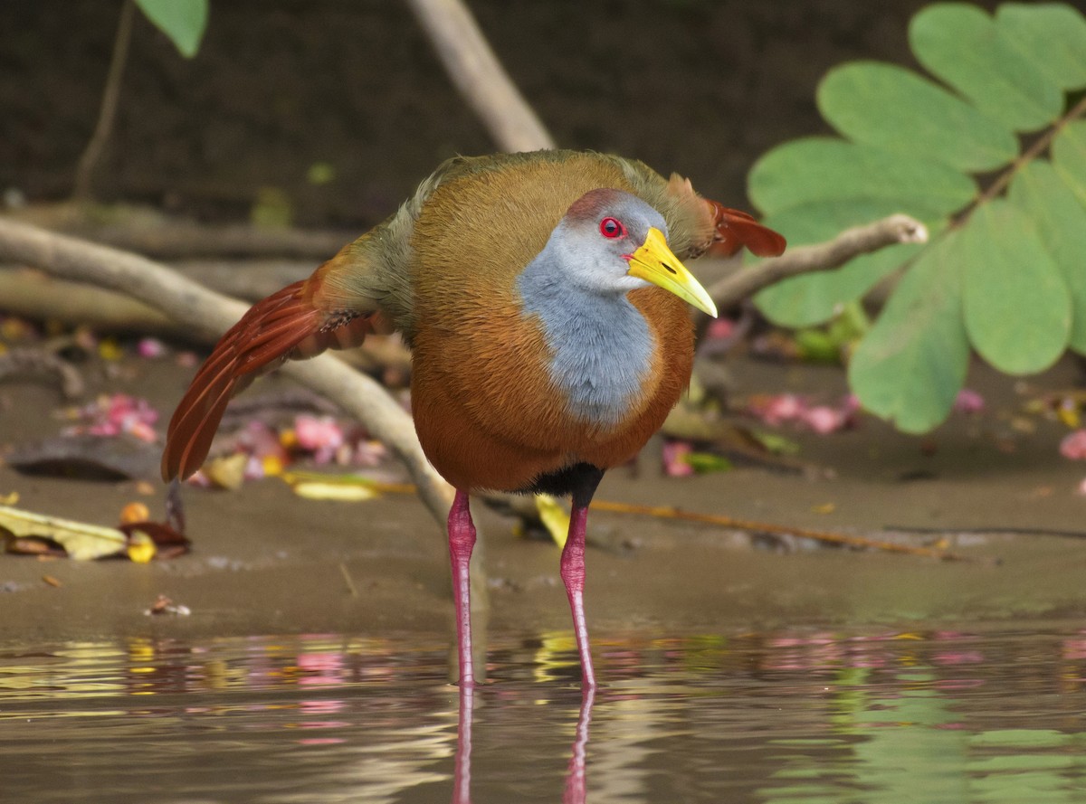 Russet-naped Wood-Rail - ML657051911