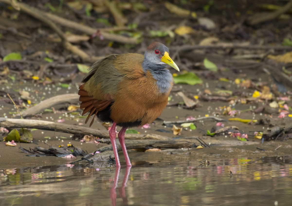 Russet-naped Wood-Rail - ML657051912