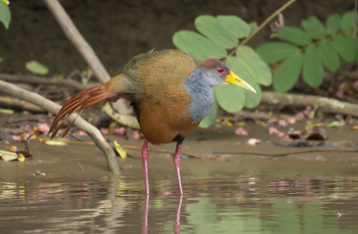 Russet-naped Wood-Rail - ML657051913