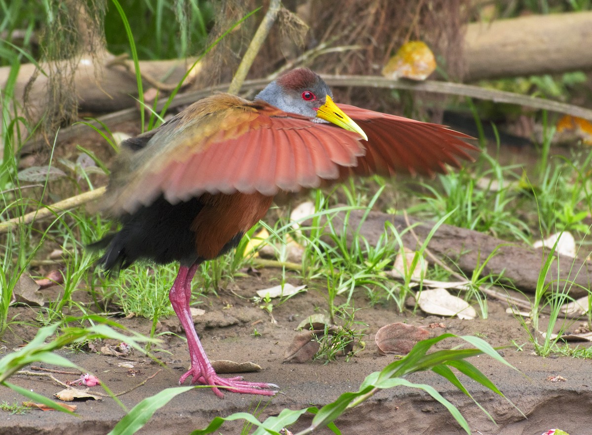 Russet-naped Wood-Rail - ML657051914
