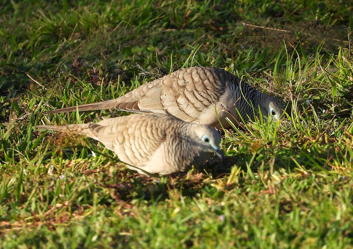 Peaceful Dove - ML657051915