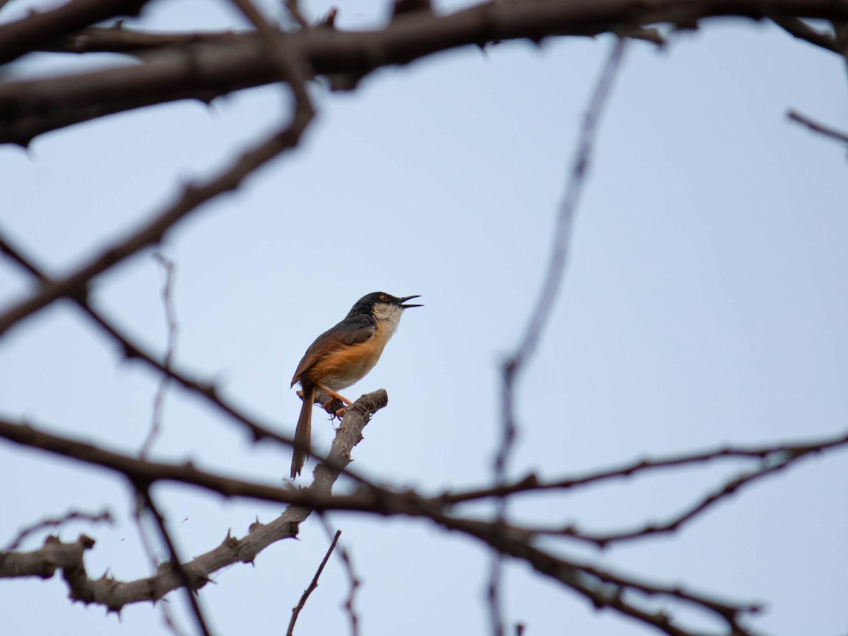 Ashy Prinia - ML657051933