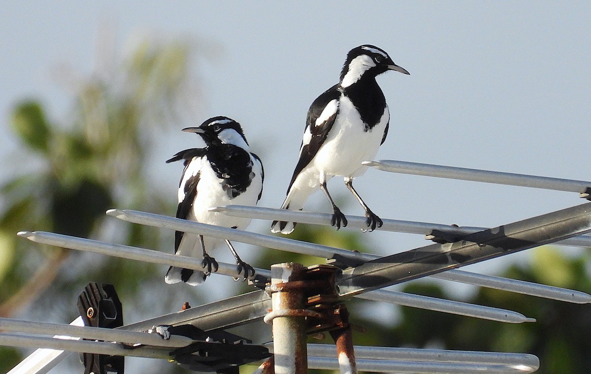 Magpie-lark - ML657051936