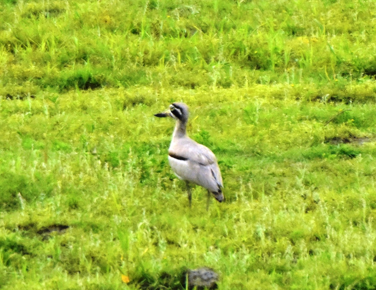 Great Thick-knee - ML657051937
