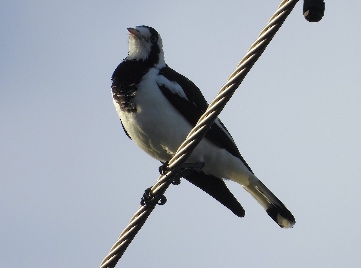 Magpie-lark - ML657051938