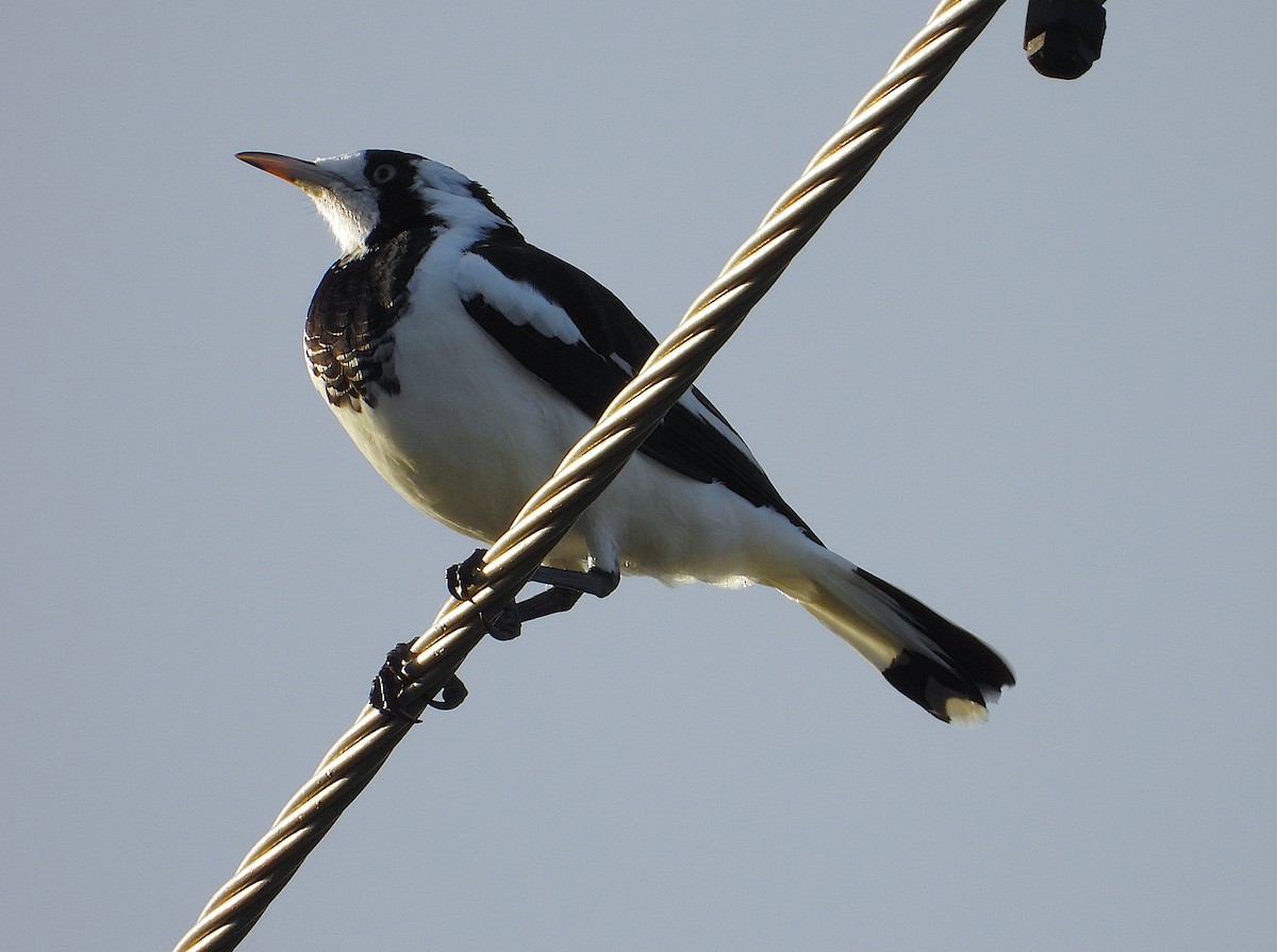 Magpie-lark - ML657051939