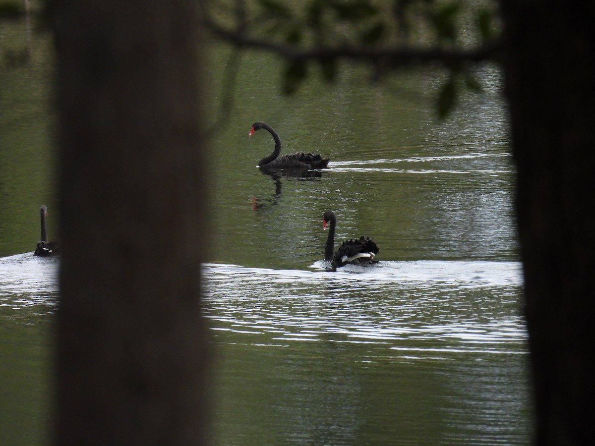 Black Swan - ML657051940