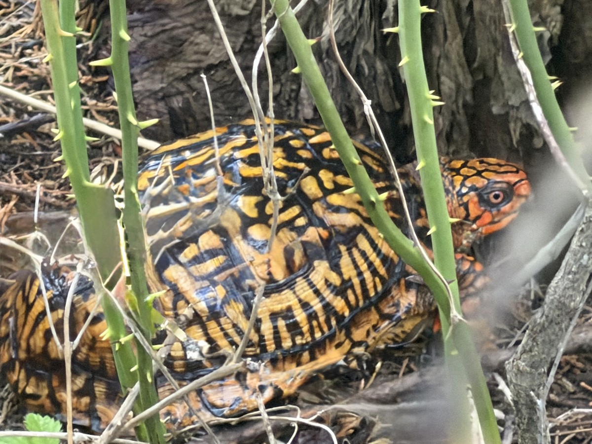 Reptiles - ML657052164