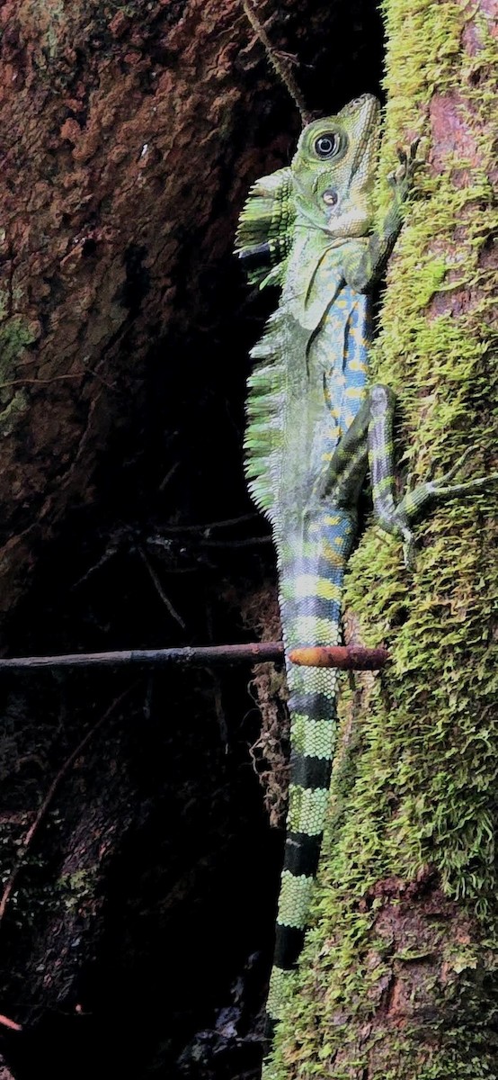 Dragón Gigante de Bosque - ML657052269