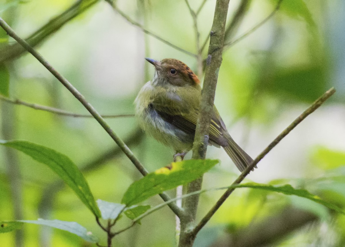 Scale-crested Pygmy-Tyrant - ML657052663