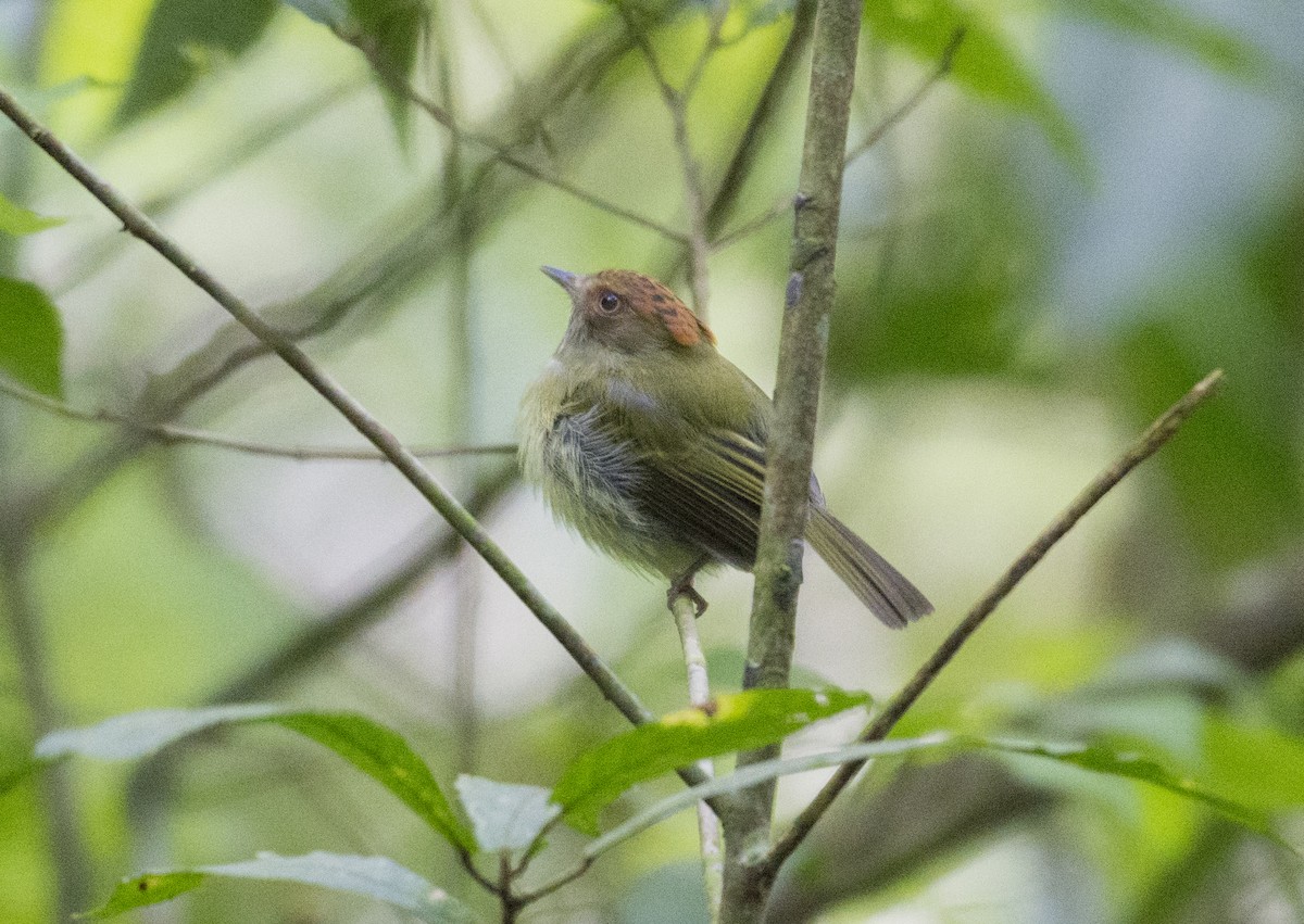 Scale-crested Pygmy-Tyrant - ML657052664