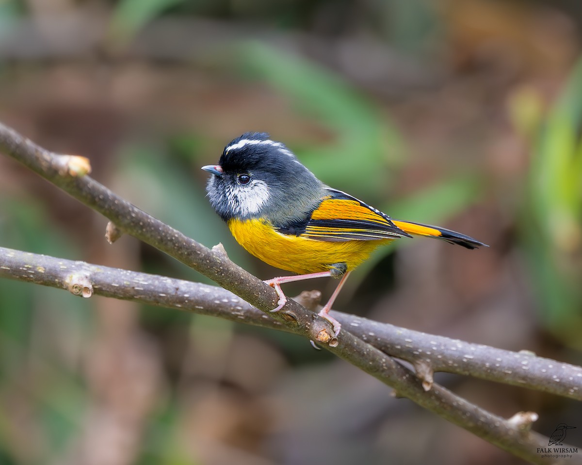 Golden-breasted Fulvetta - ML657052665