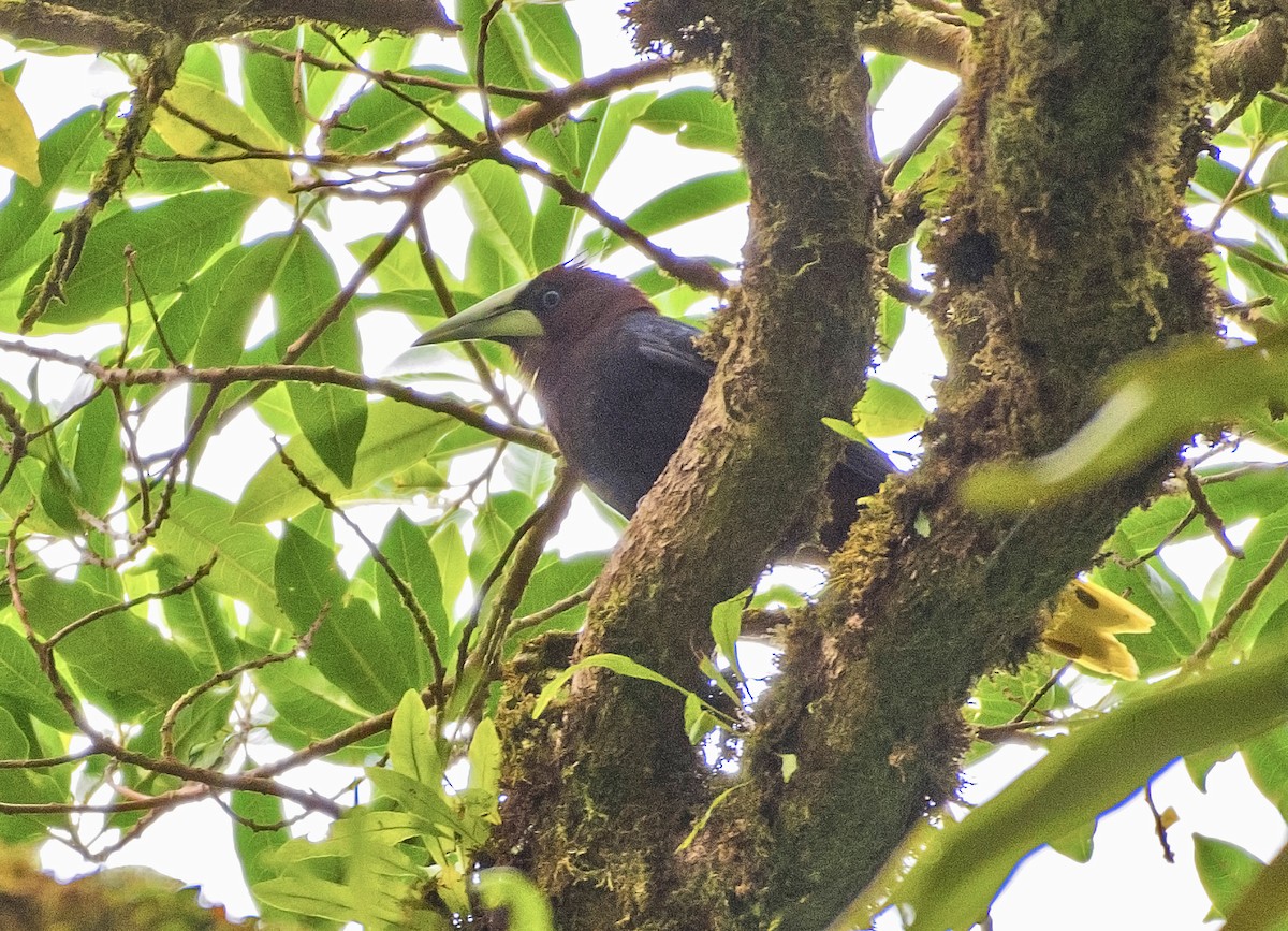 Chestnut-headed Oropendola - ML657052666