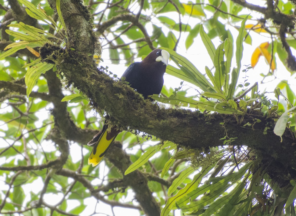Chestnut-headed Oropendola - ML657052667