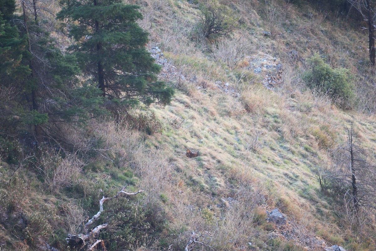 null - ML657052669