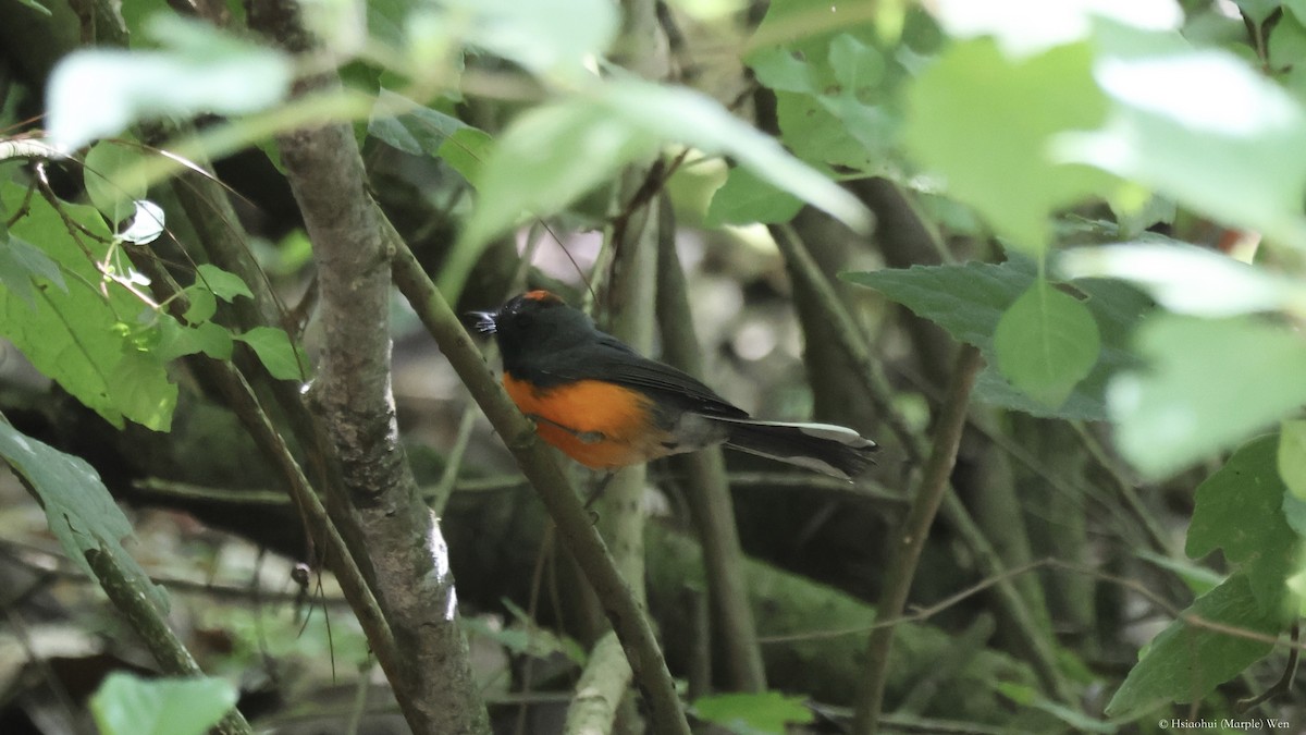 Slate-throated Redstart - ML657052672