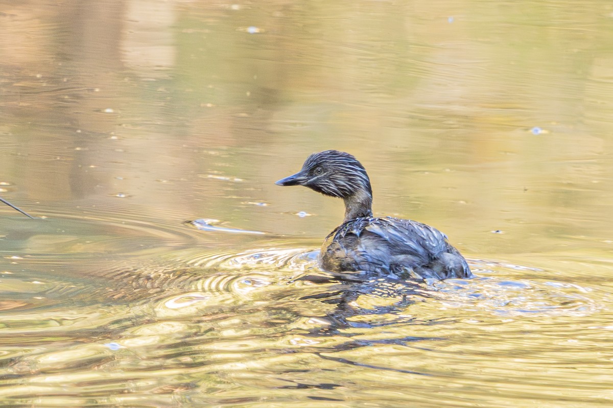 Hoary-headed Grebe - ML657052673