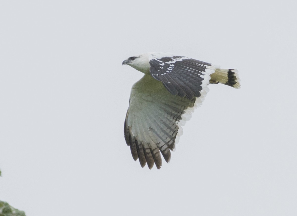 White Hawk - ML657052676