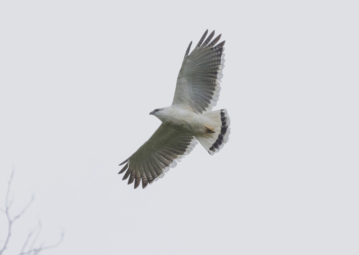 White Hawk - ML657052677