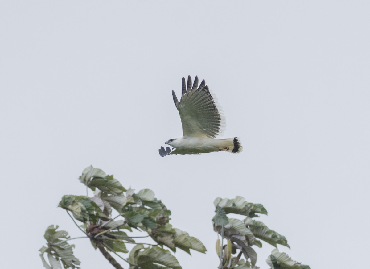 White Hawk - ML657052678