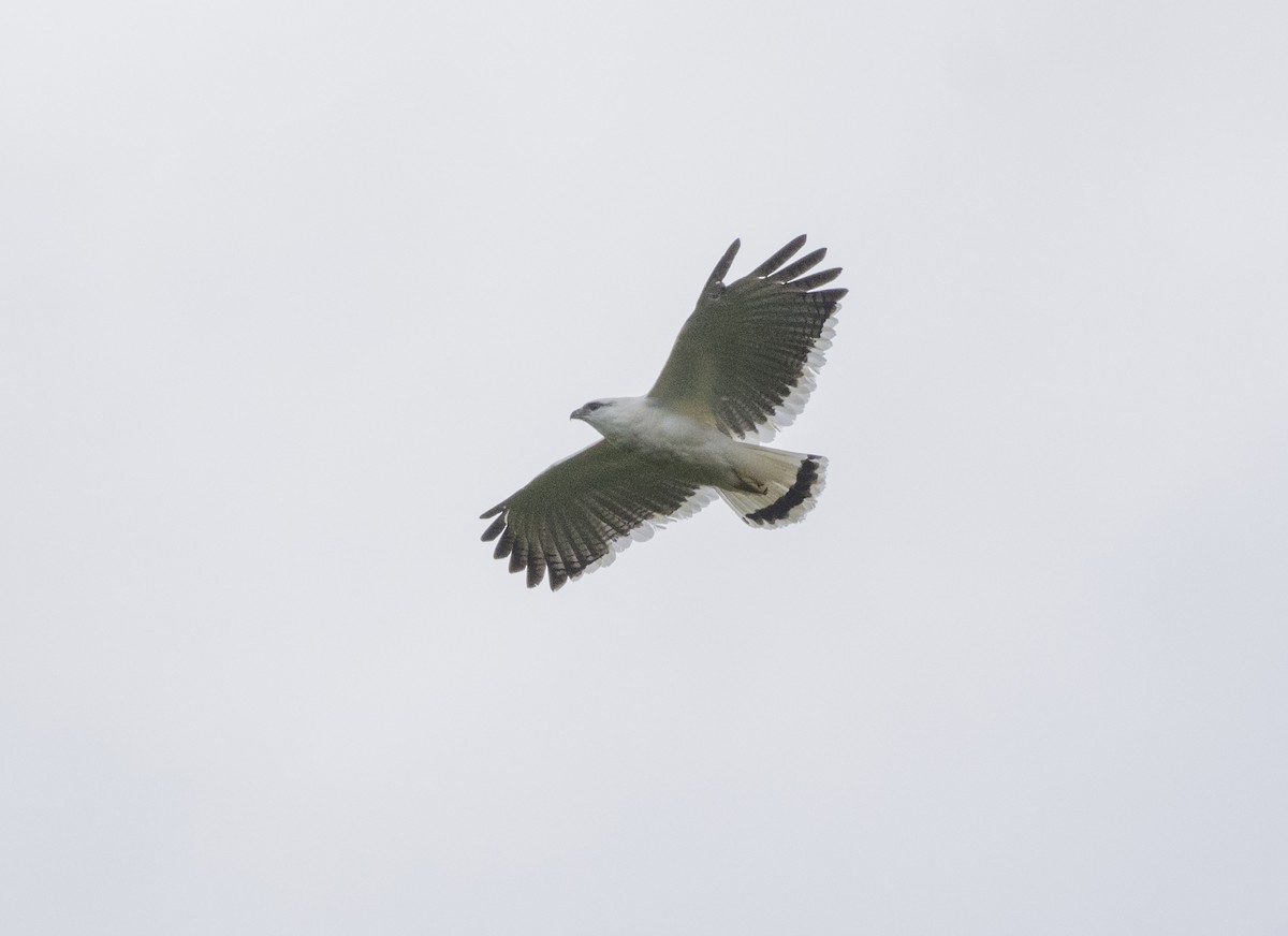 White Hawk - ML657052679