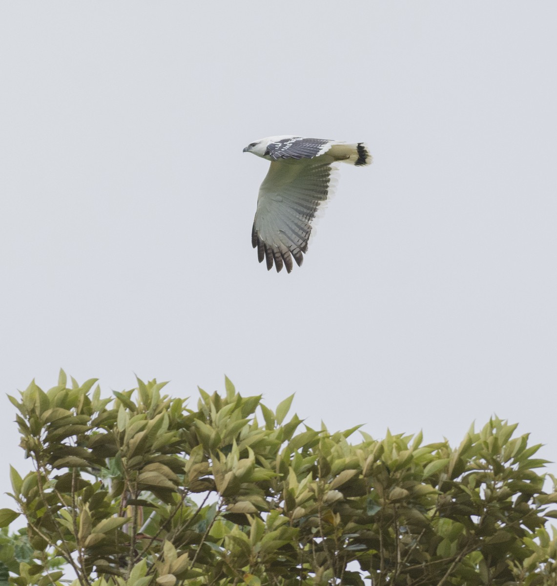 White Hawk - ML657052680