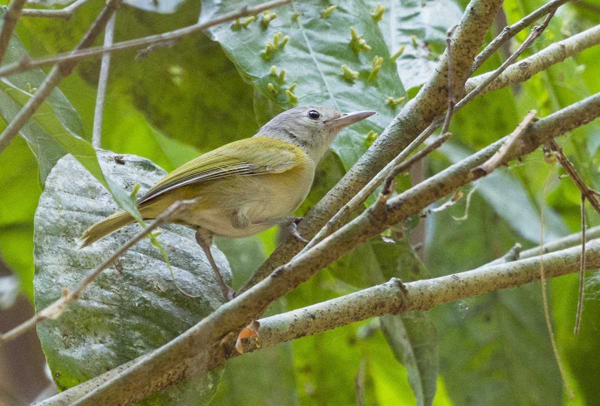 Lesser Greenlet - ML657052685