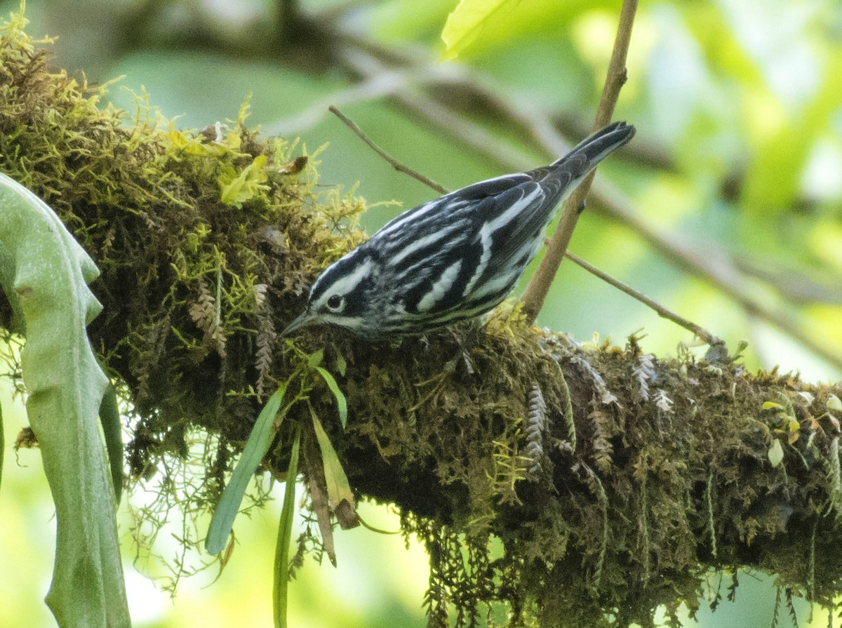 Black-and-white Warbler - ML657052688