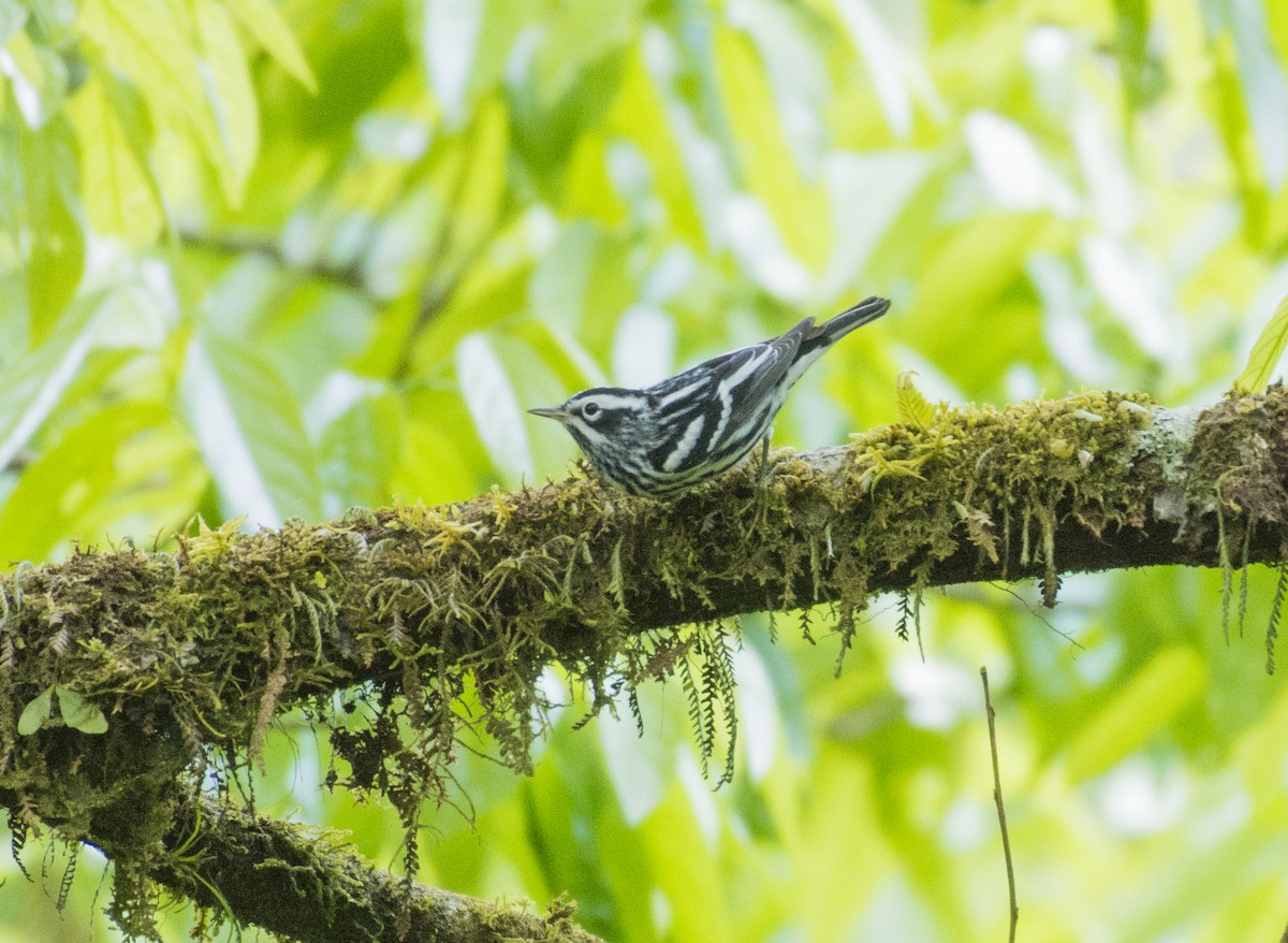 Black-and-white Warbler - ML657052689