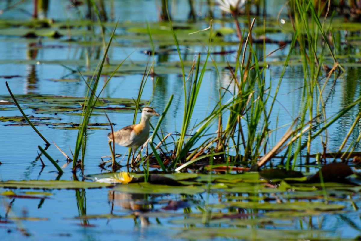 Lesser Jacana - ML657052690