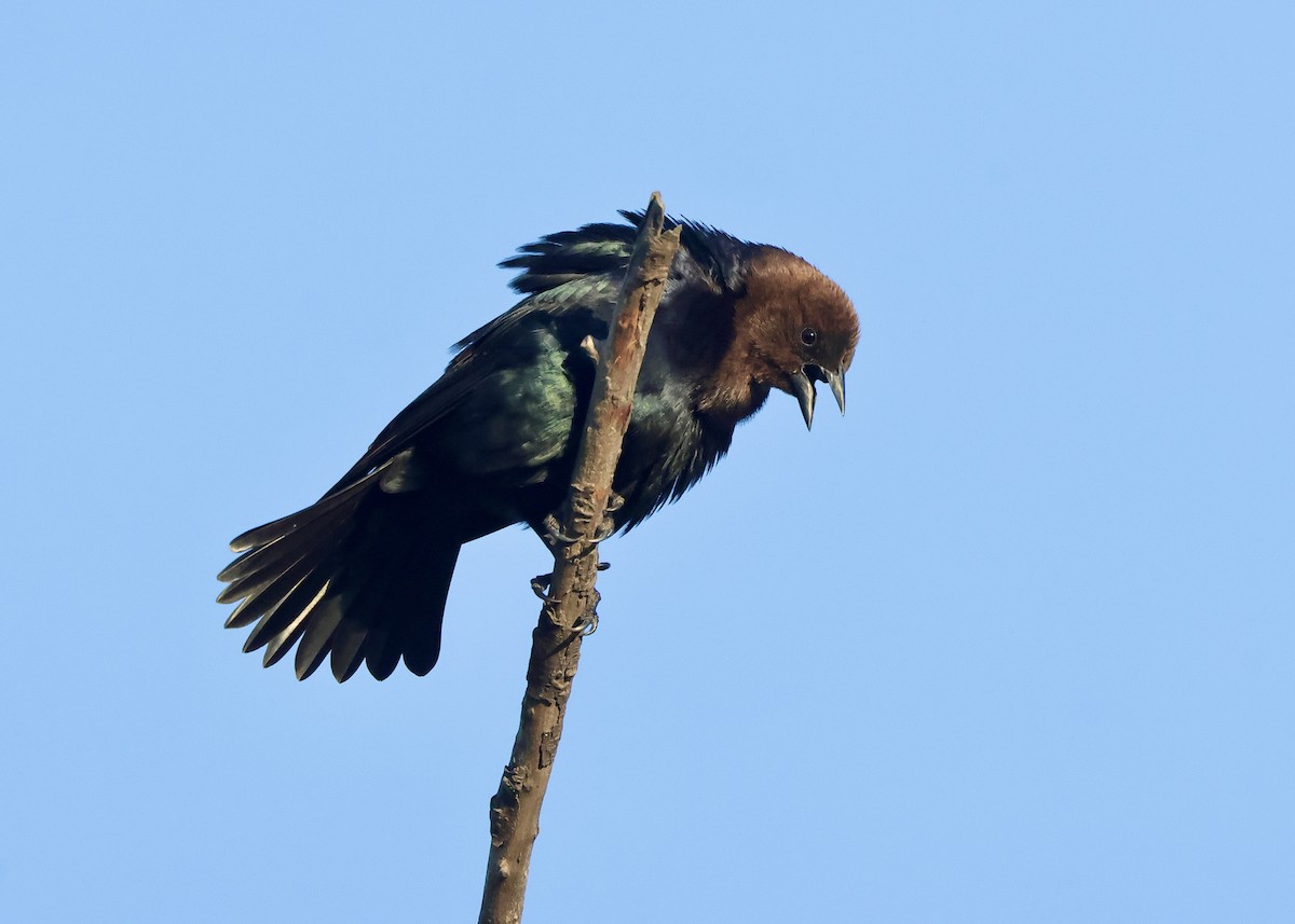Brown-headed Cowbird - ML657052693