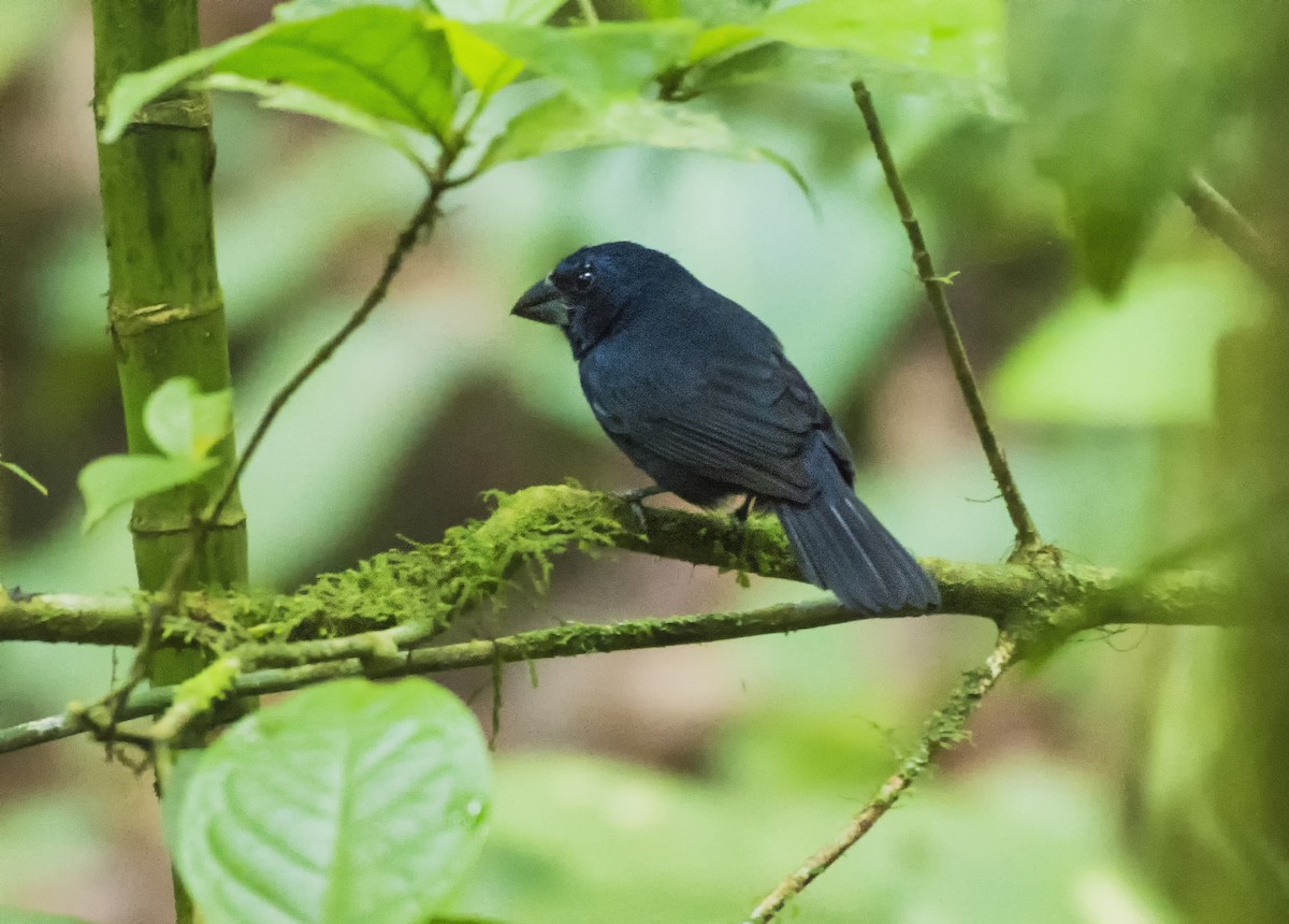 Blue-black Grosbeak - ML657052694