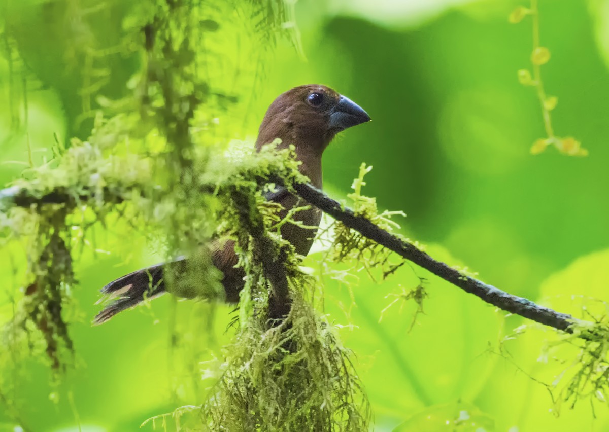 Blue-black Grosbeak - ML657052695