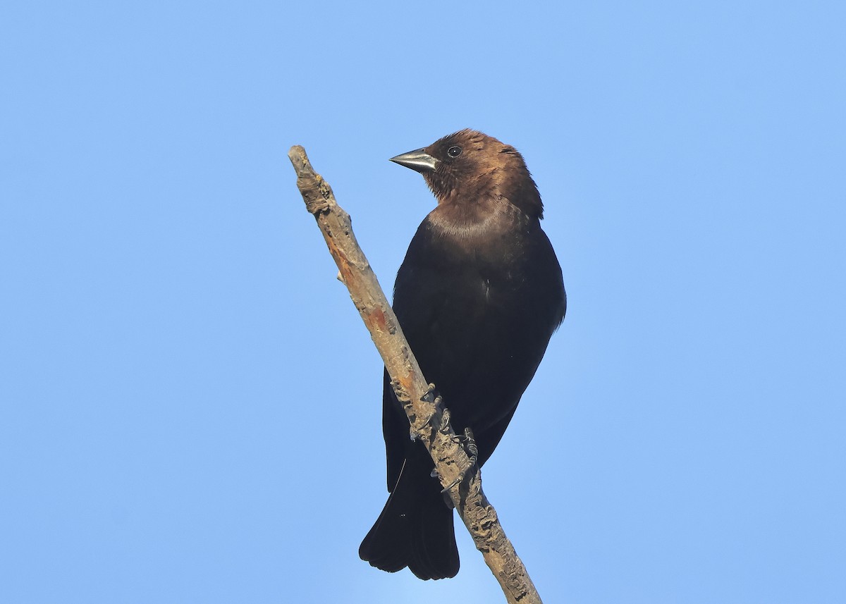 Brown-headed Cowbird - ML657052696
