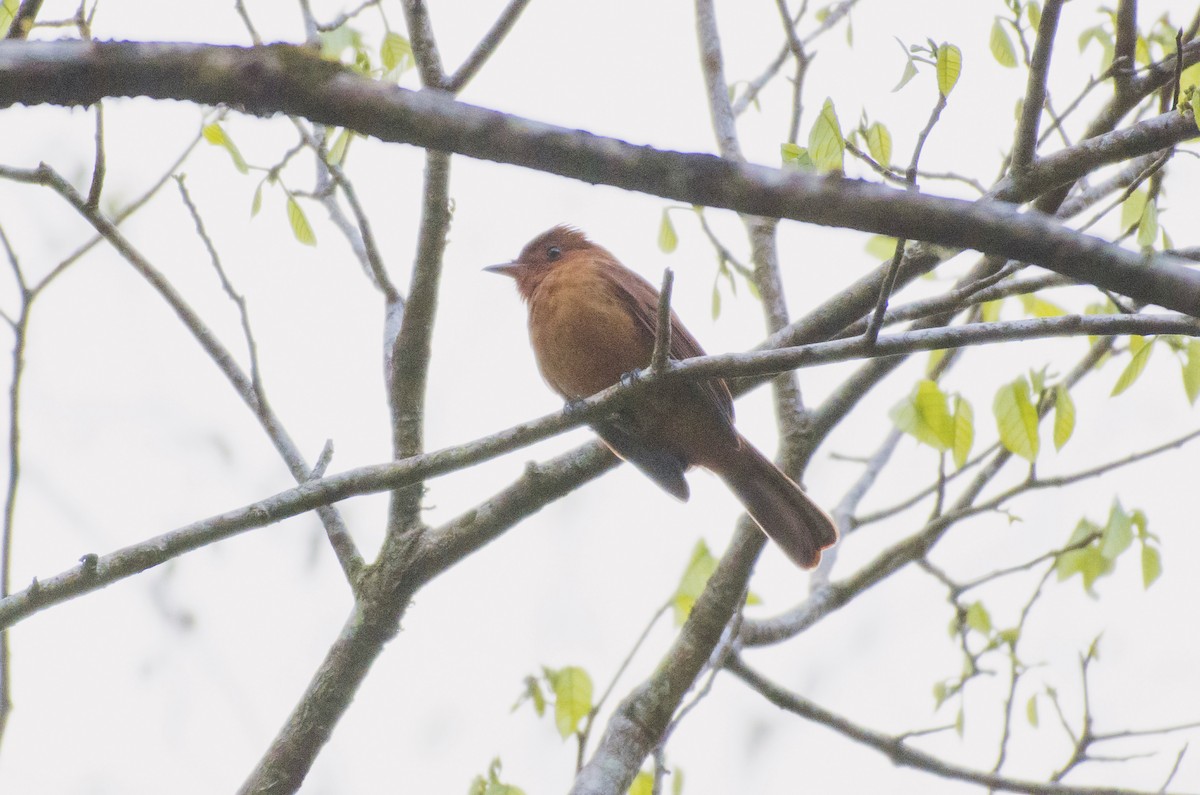 Rufous Mourner - ML657052697