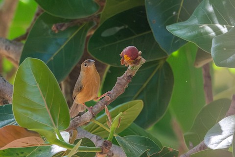 Tawny-bellied Babbler media preview from Macaulay Library